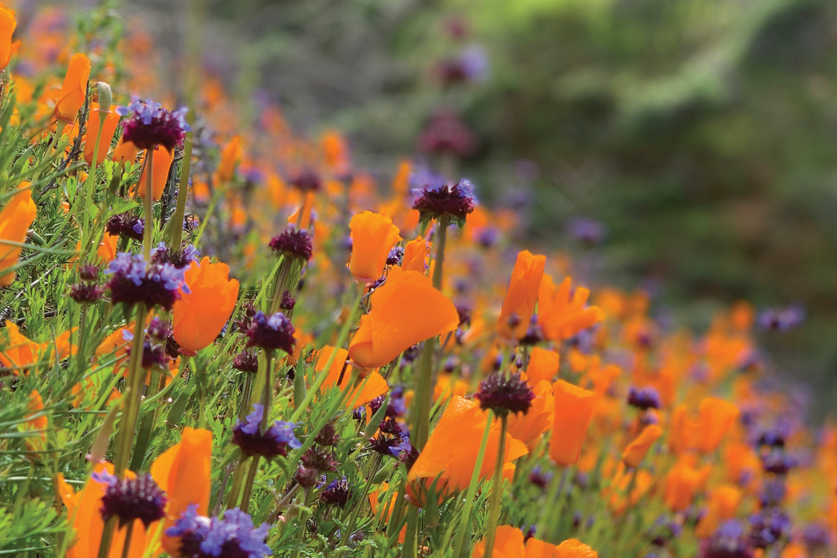 Where the Wildflowers Are